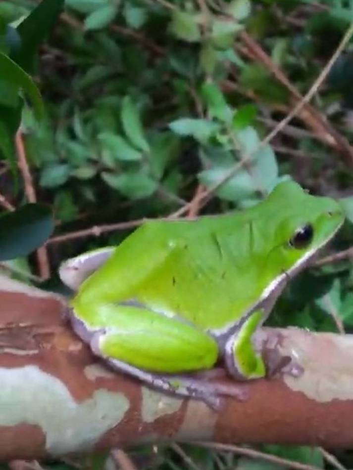 frog