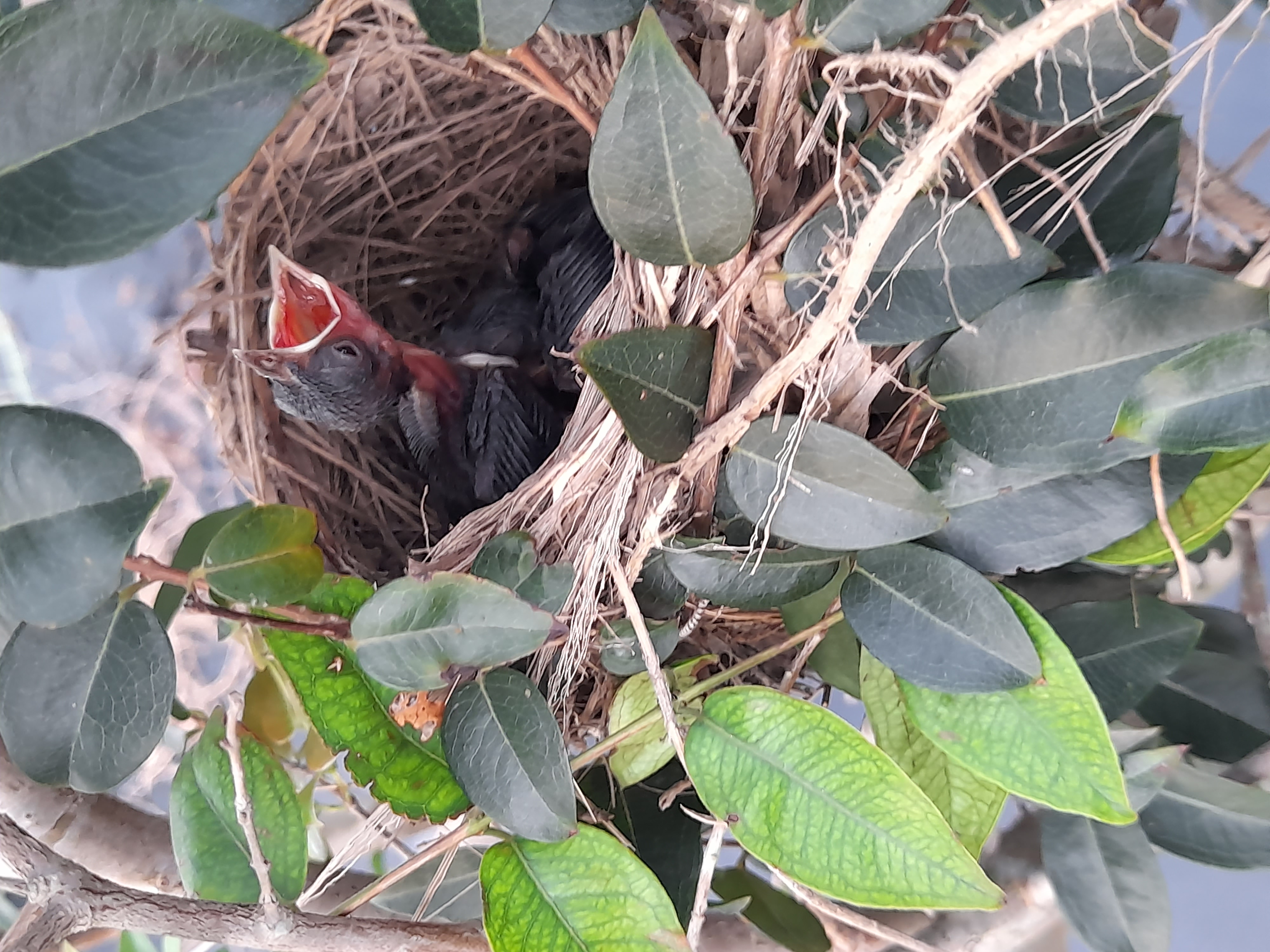 bird