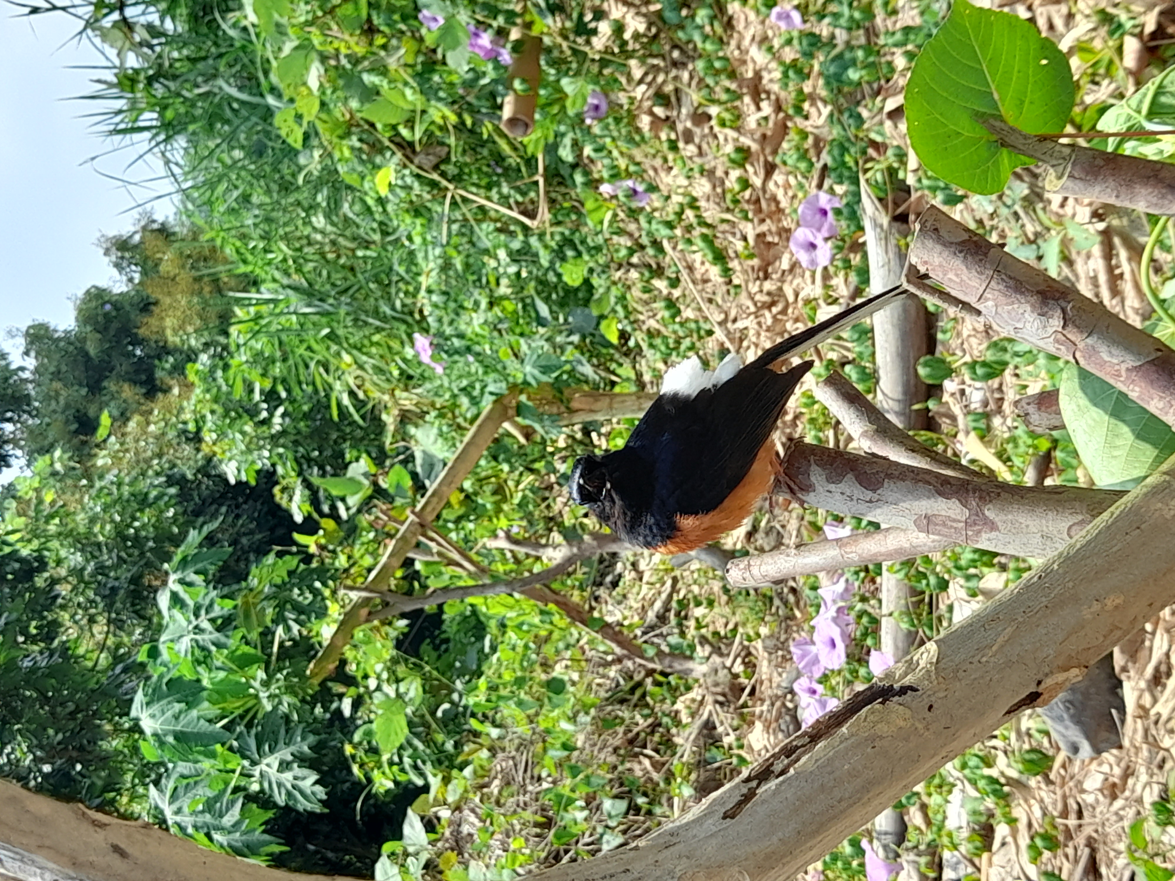 bird