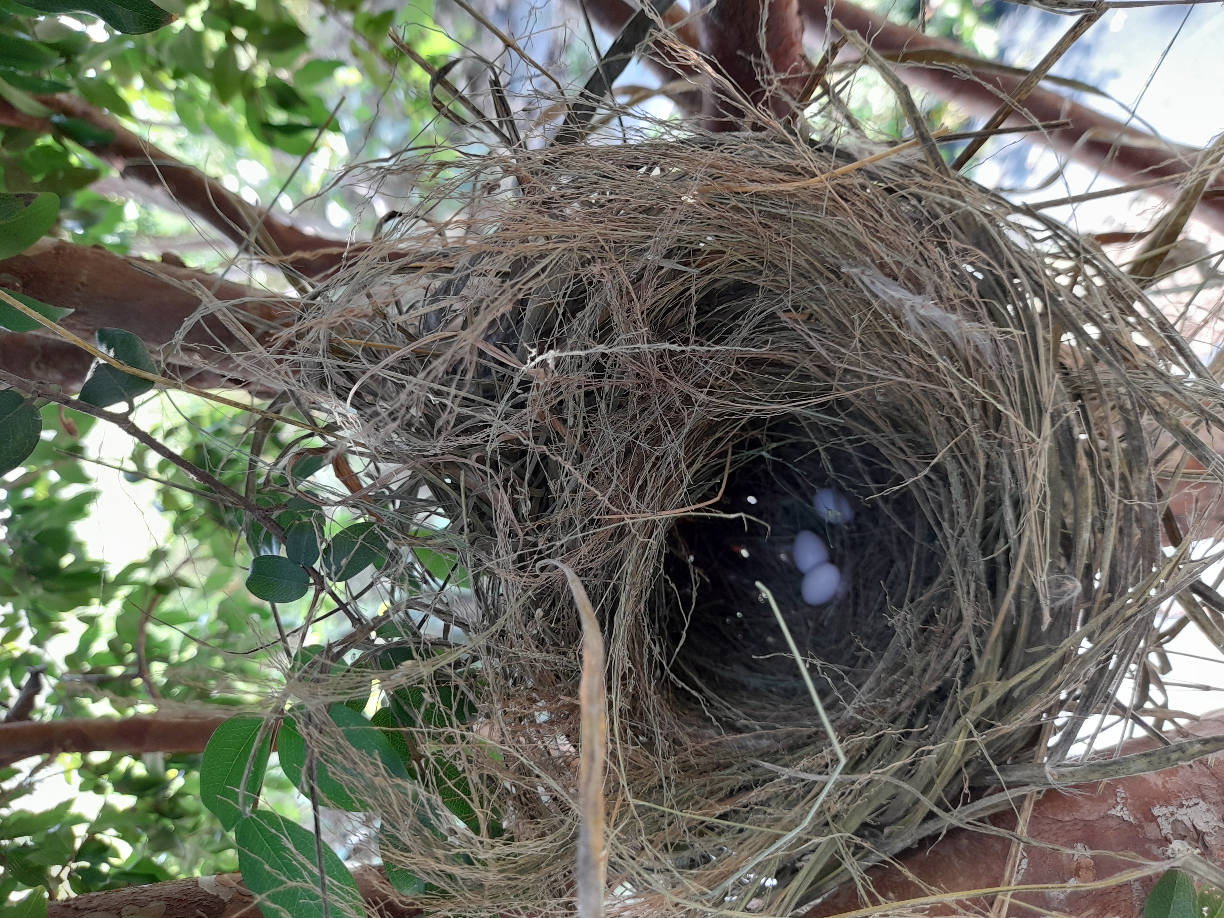 bird
