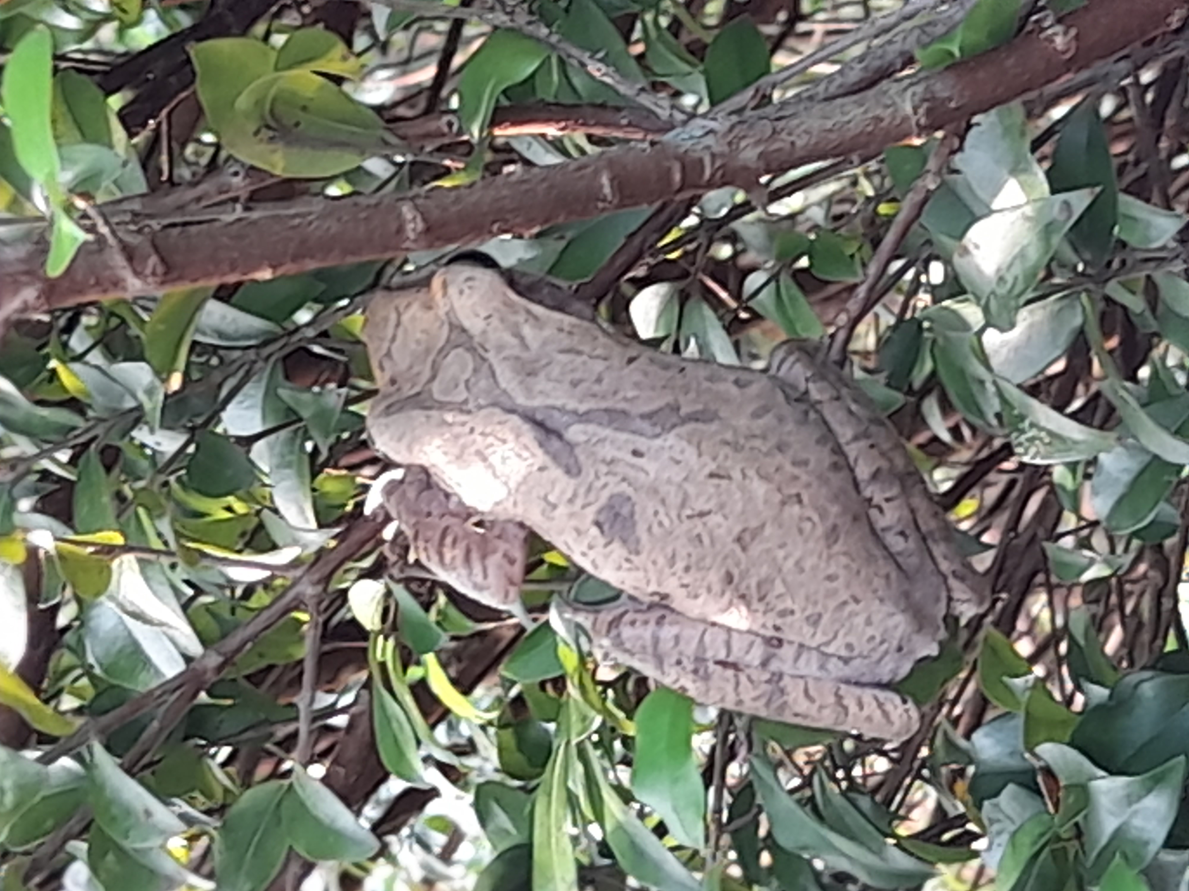 frog