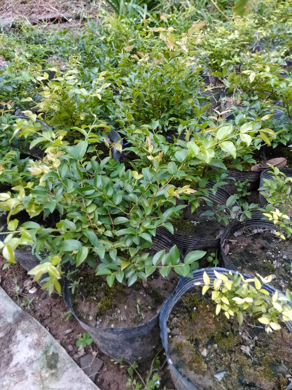 tree