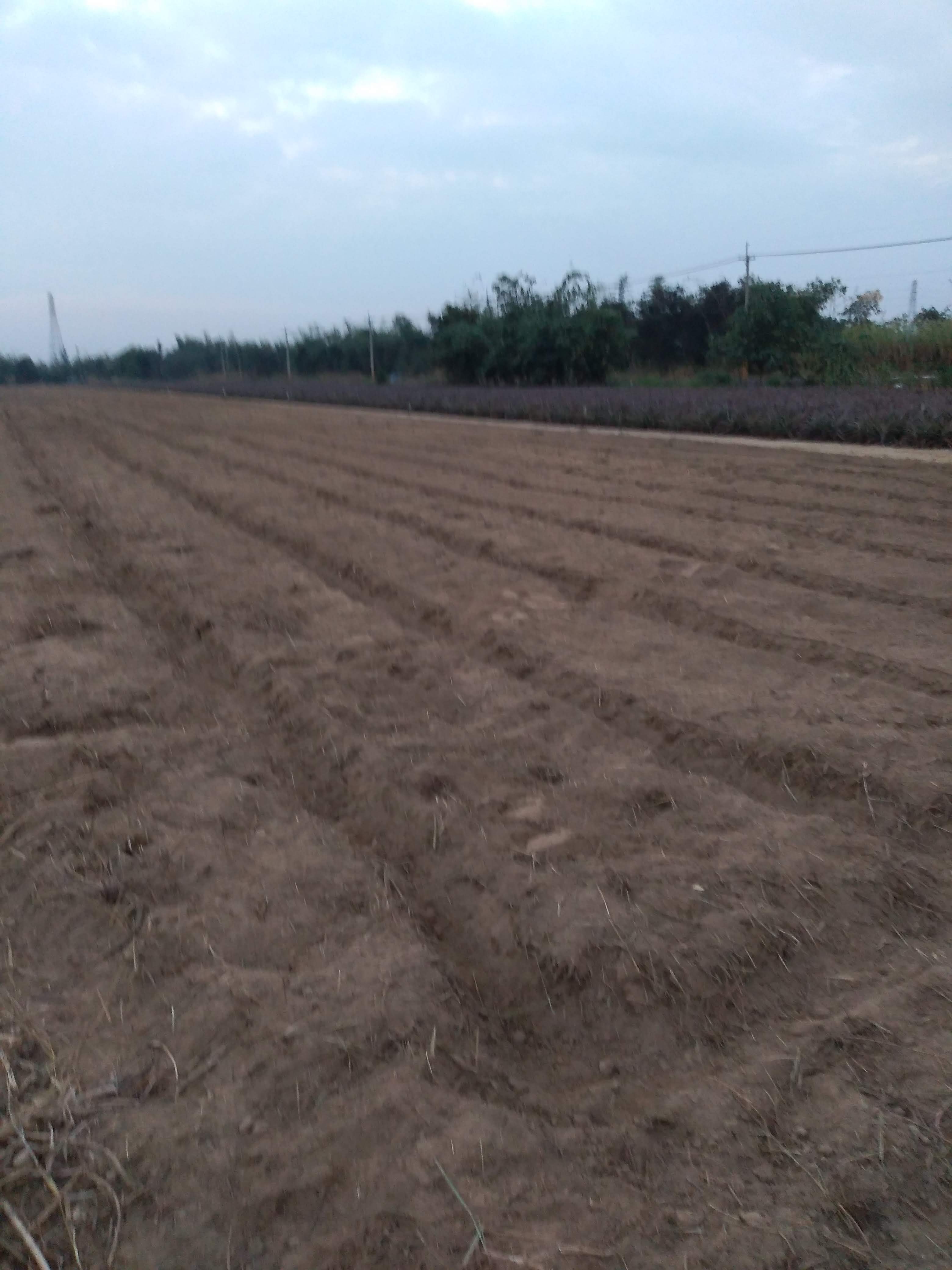 field