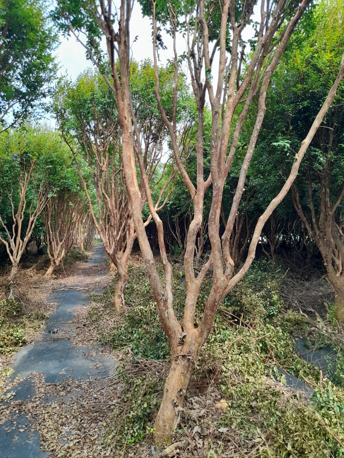 tree