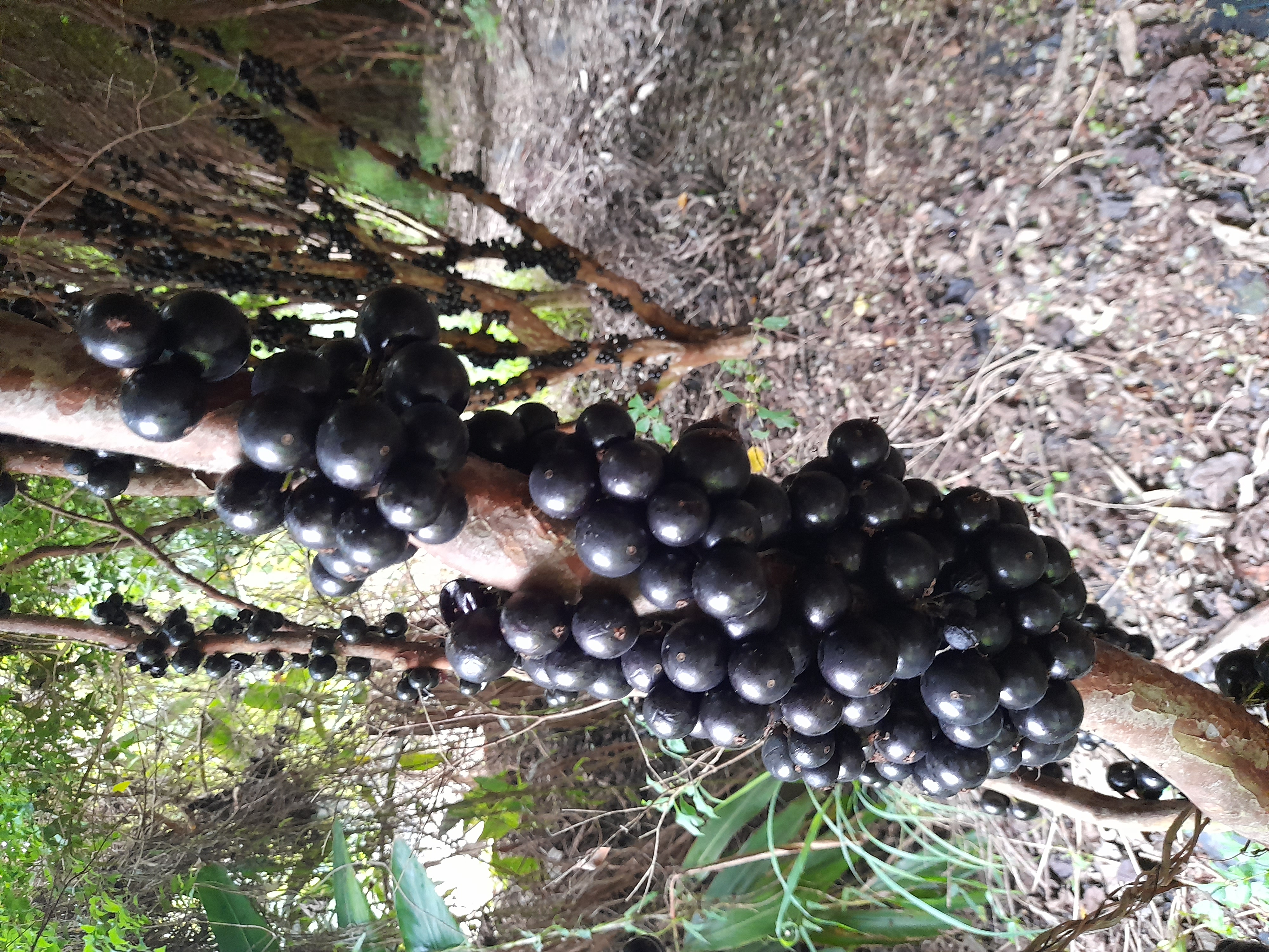 fruit