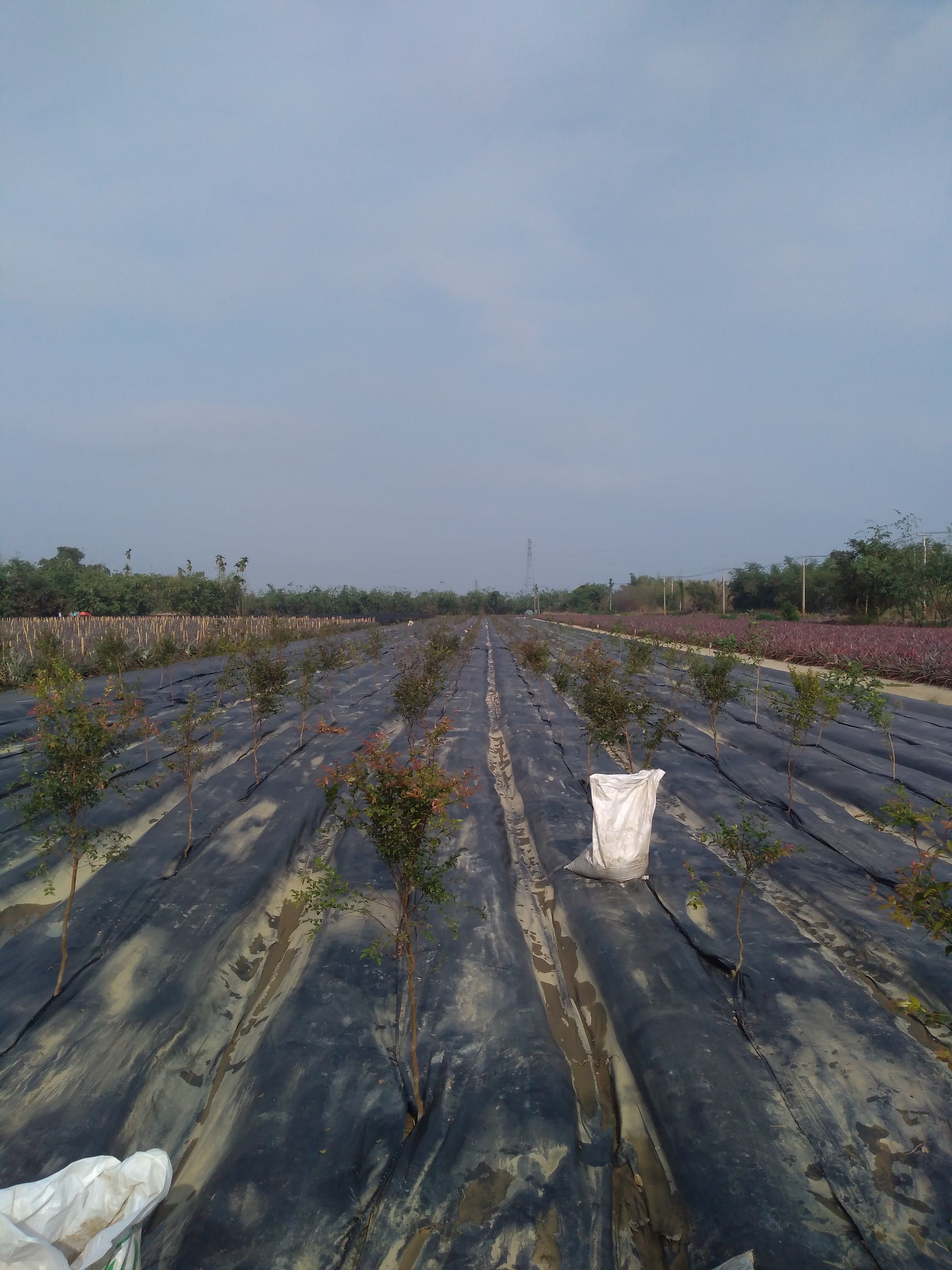field