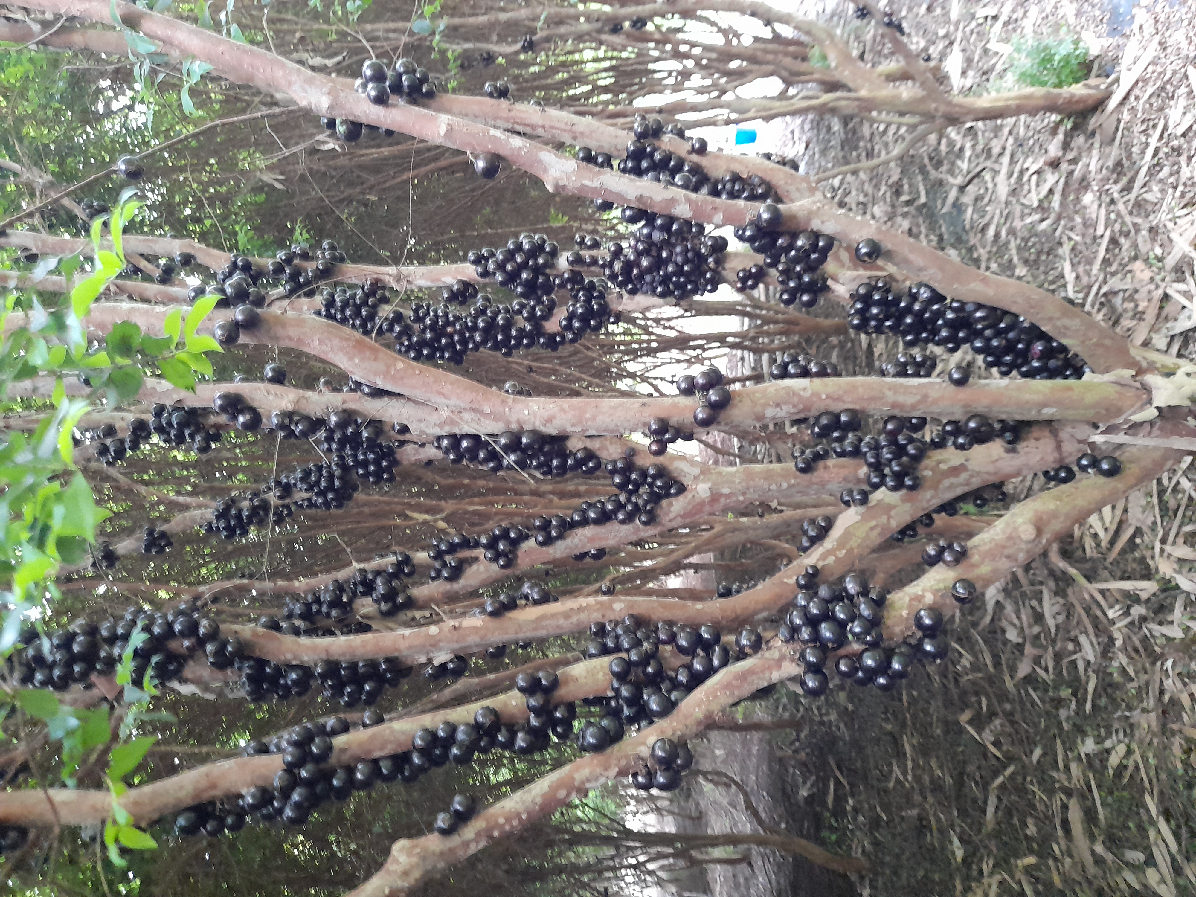 tree