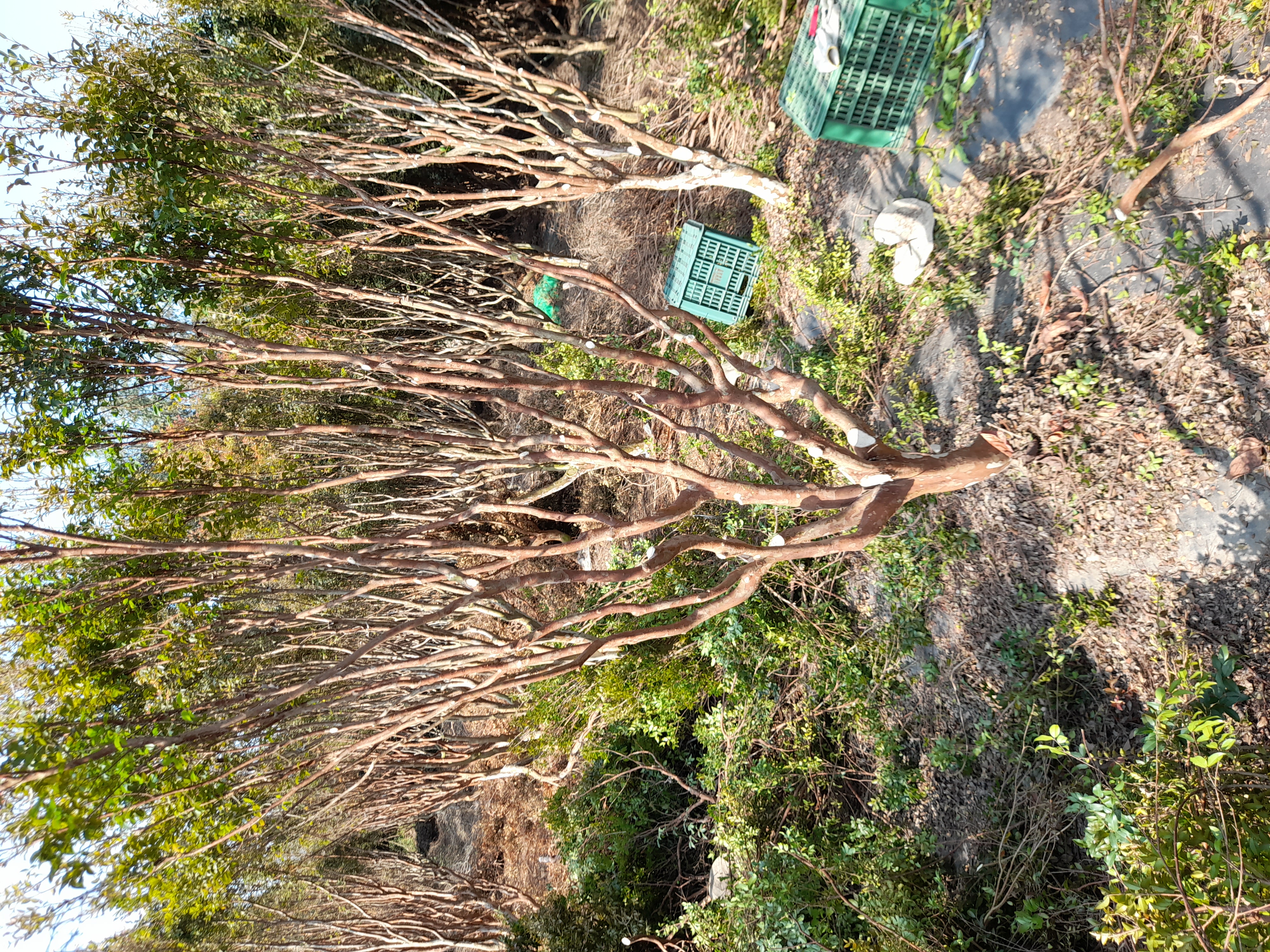 tree