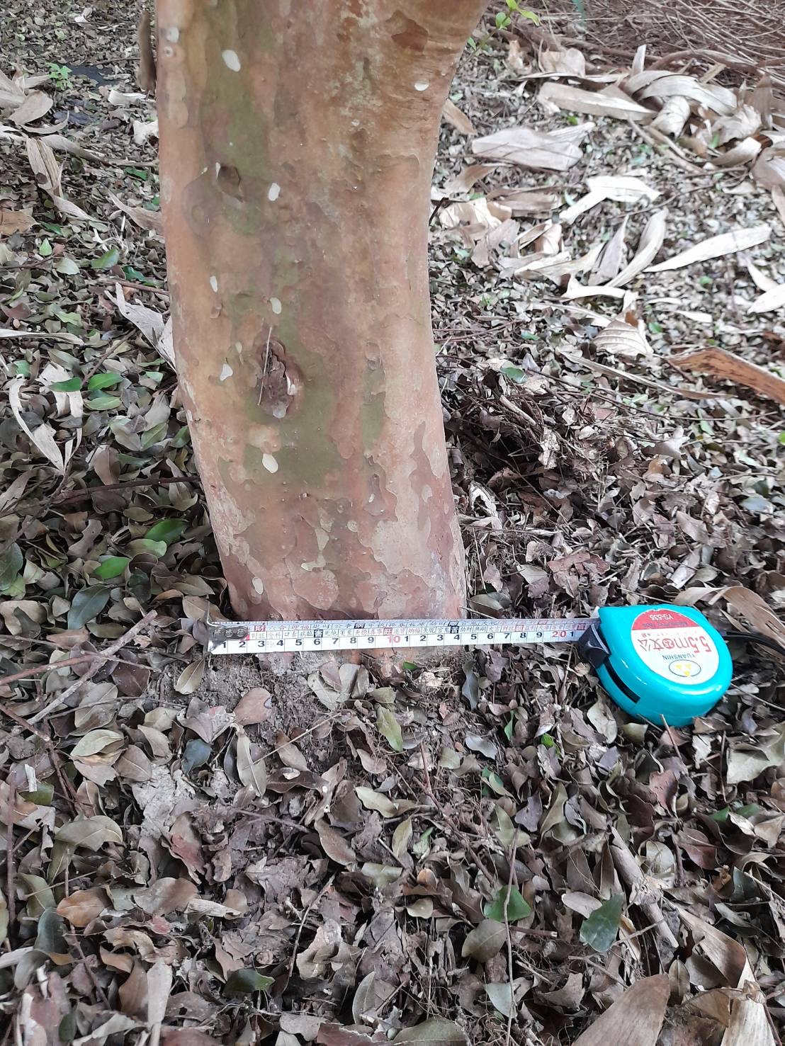 tree