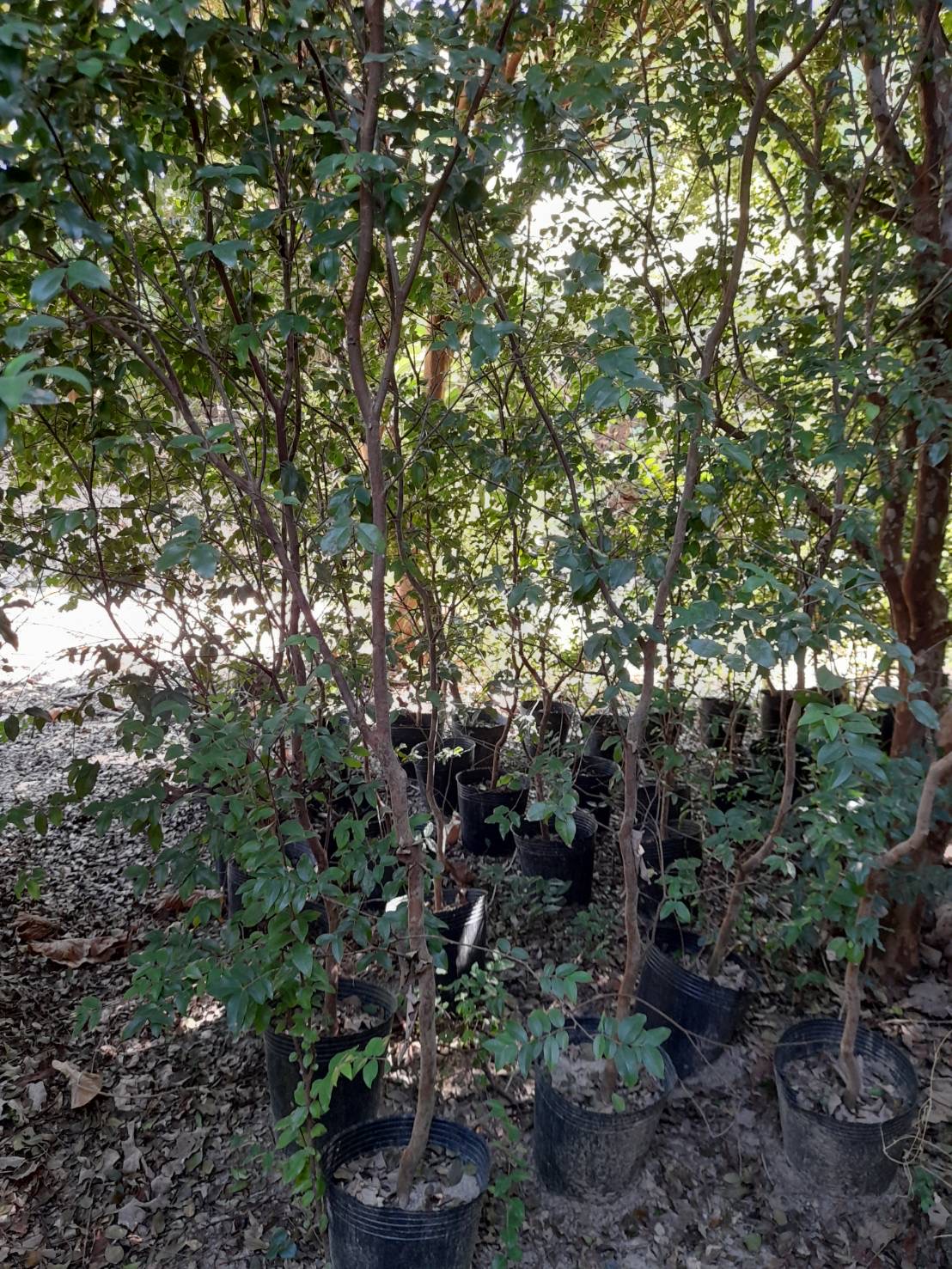 樹葡萄苗