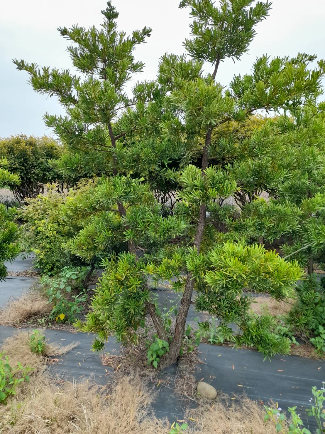 羅漢松