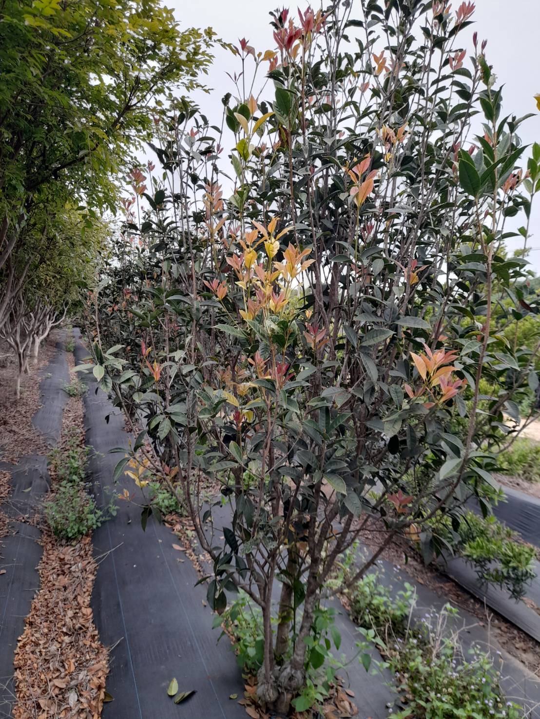 五彩桂花