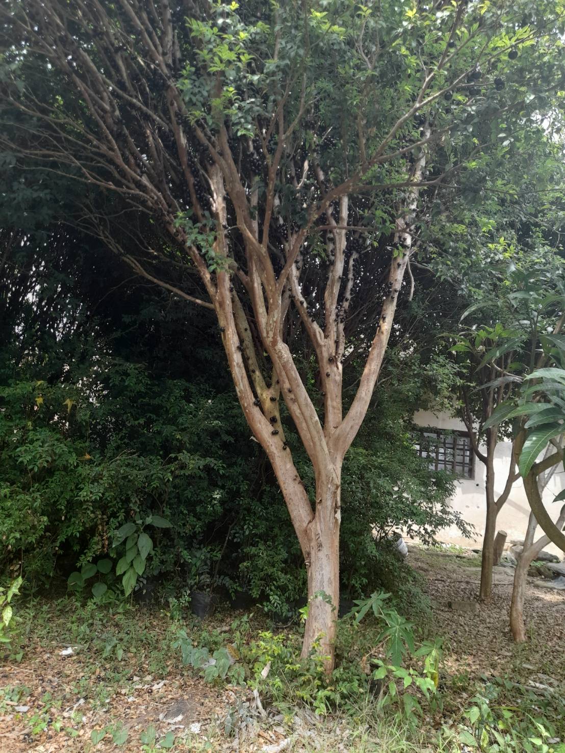 樹葡萄樹（沙巴）
